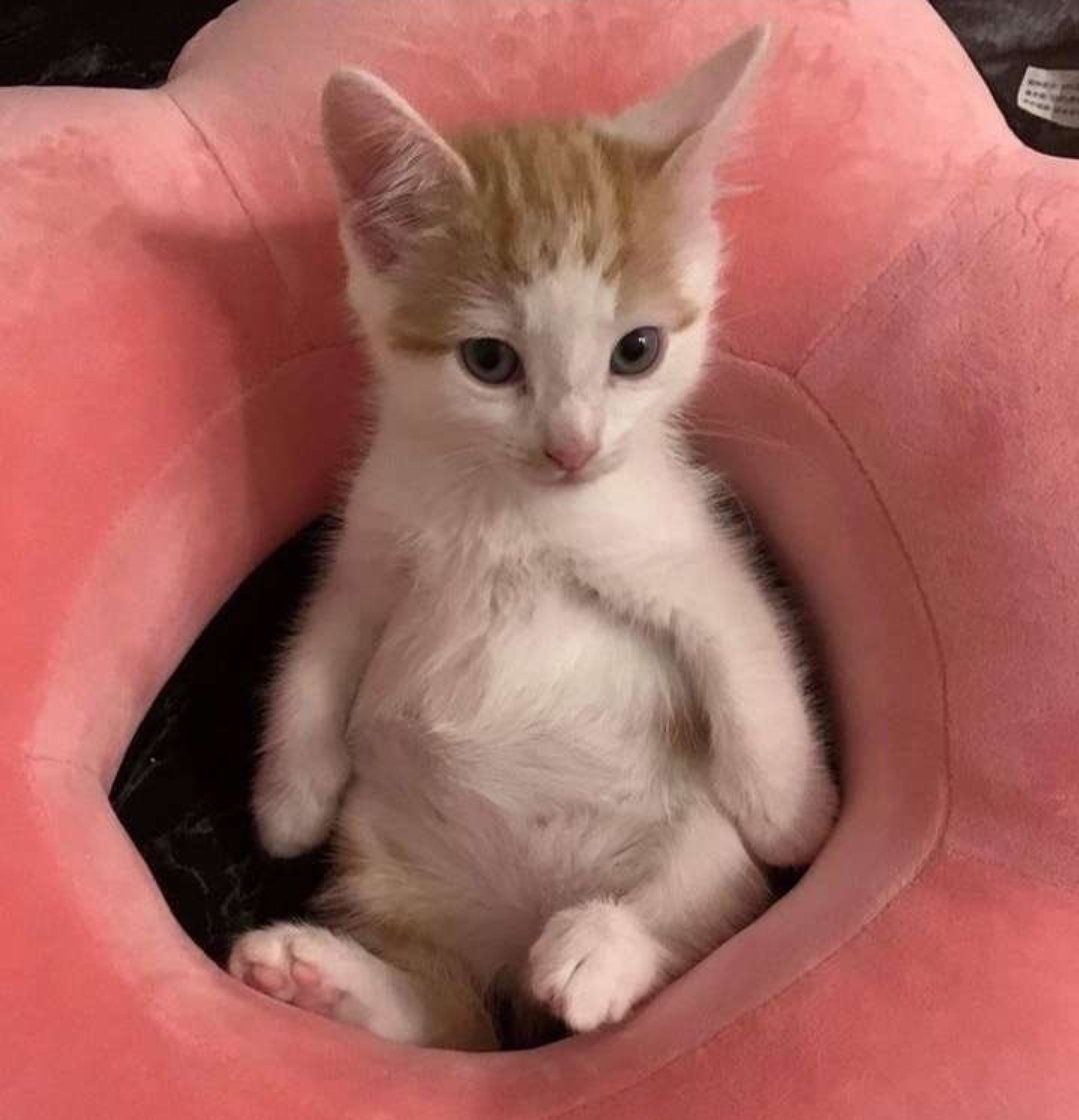 smol silly cat tweet media