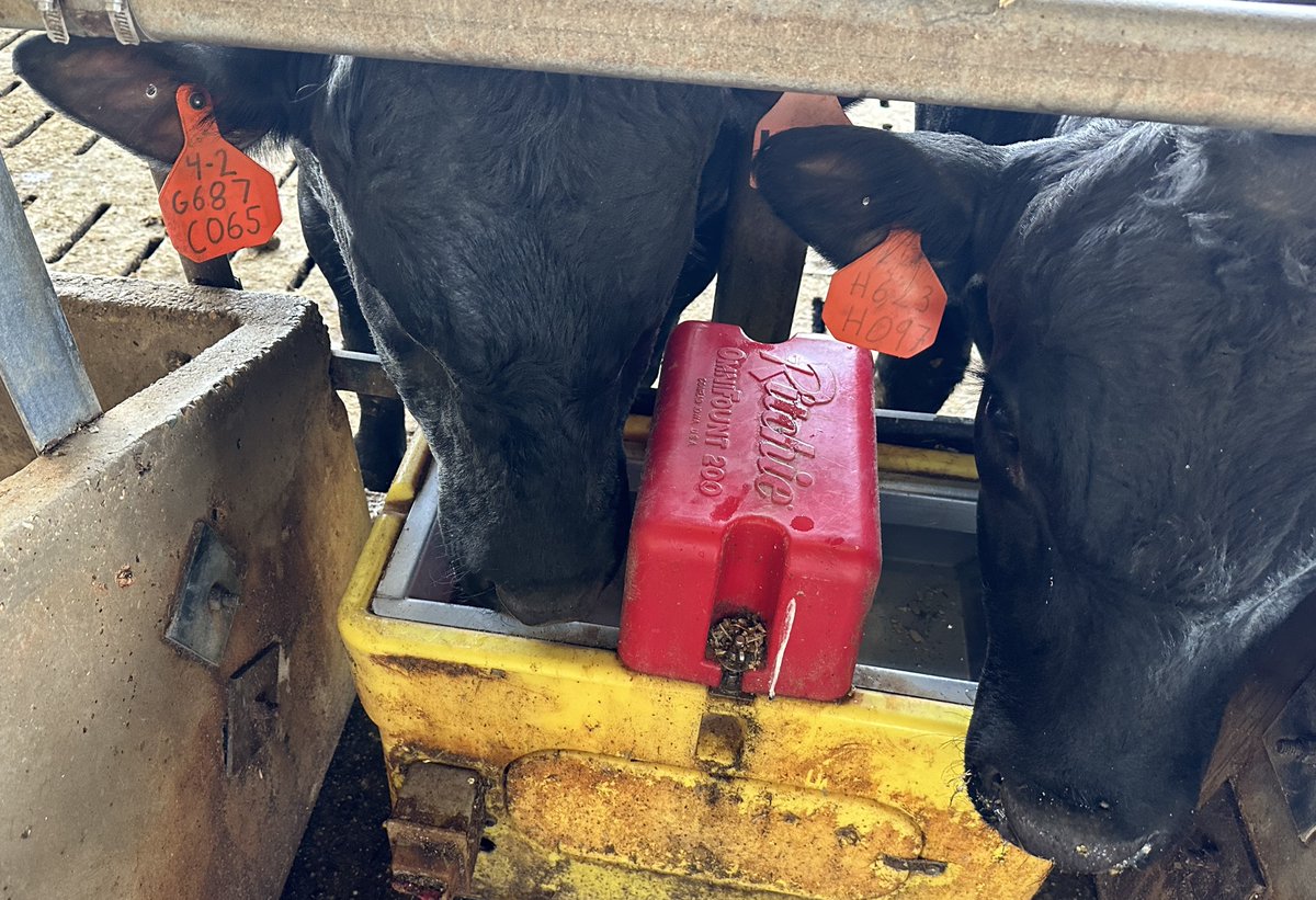 Ensuring proper water quality levels can help in promoting water intake. Check out the blog below to learn more!
extension.illinois.edu/blogs/cattle-c…