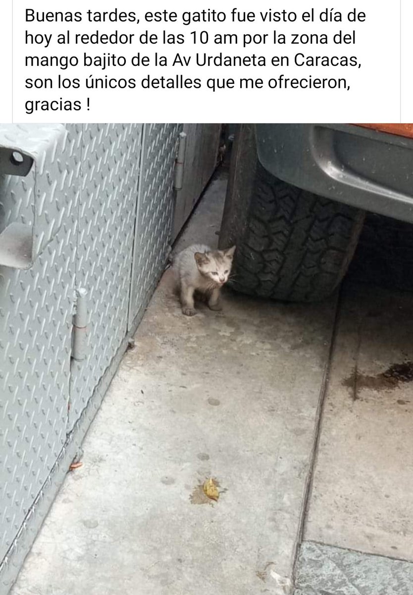 PerroUsuario's tweet photo. Por favor alguien cerca que pueda darle resguardo. Hoy más que nunca está expuesto a grandes peligros https://t.co/m8TSZa0Od3