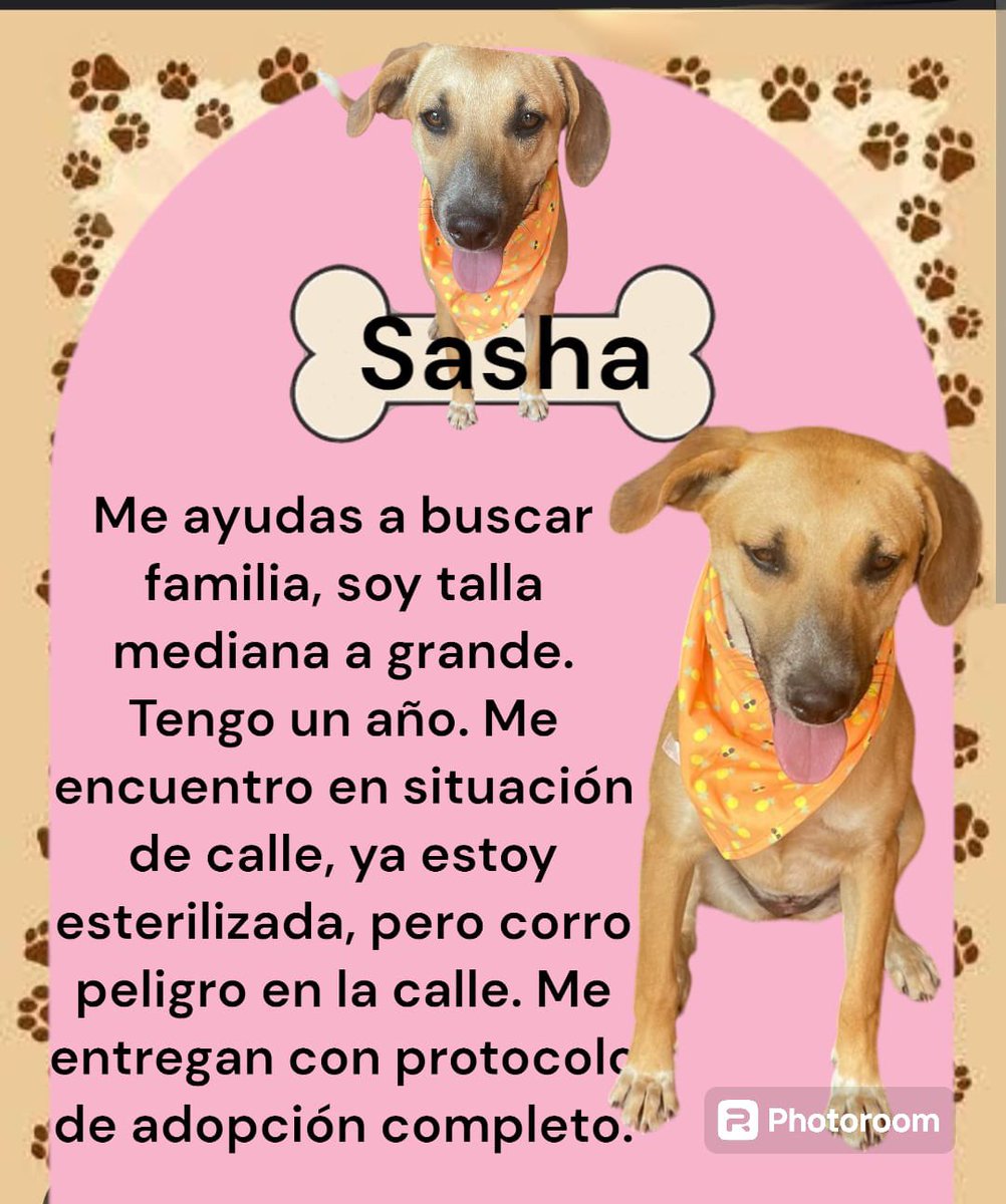 𝙷𝚎𝚕𝚊 𝙼𝚘𝚛𝚎 🐶 tweet media