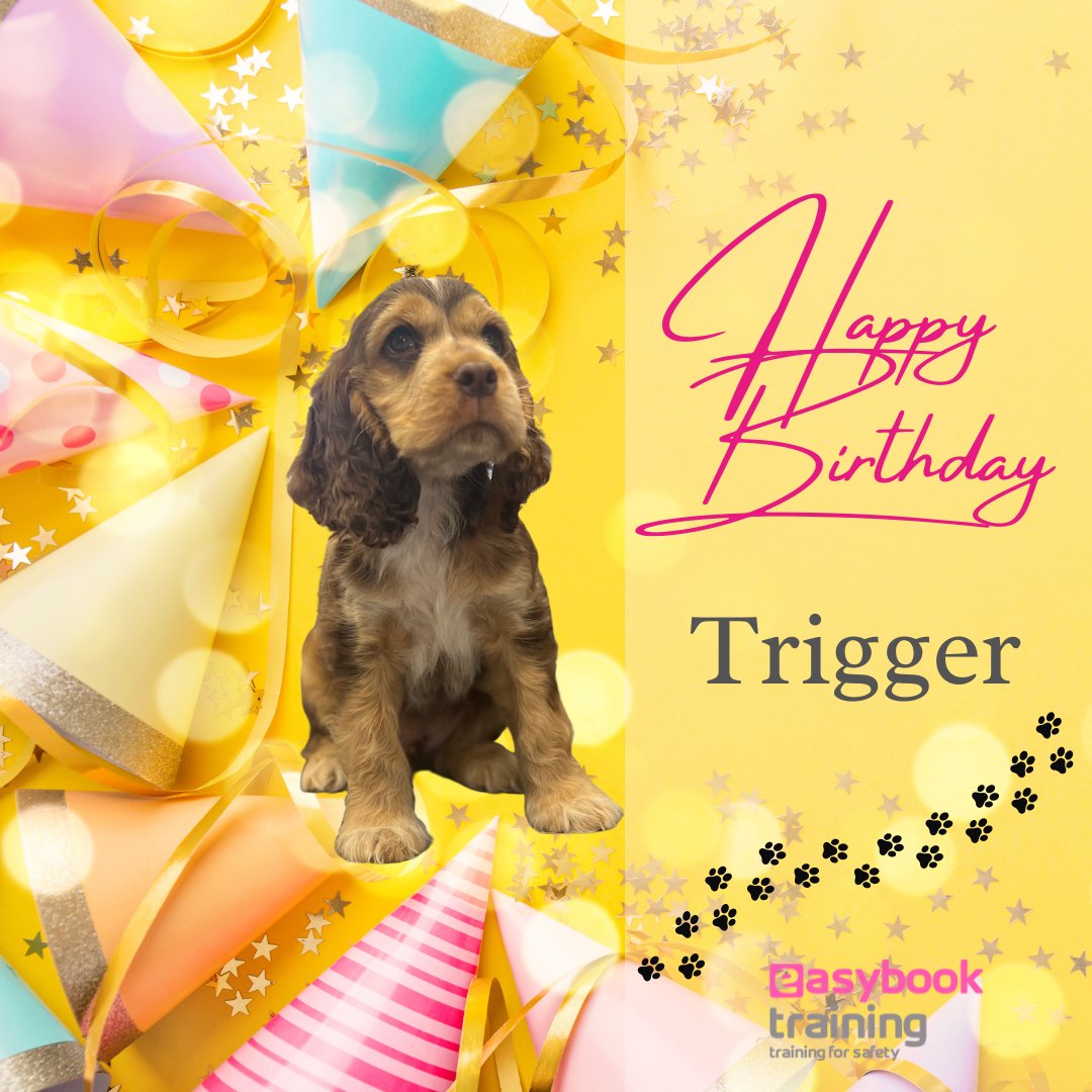 🐶 Happy 1st birthday to Trigger, the best office dog ever!🐾Trigger's ideal birthday is a day in the office, getting lots of fuss, 'helping' out and raiding bags for snacks.

#teammembers #happyteams #teamtreats #trainingtheUK