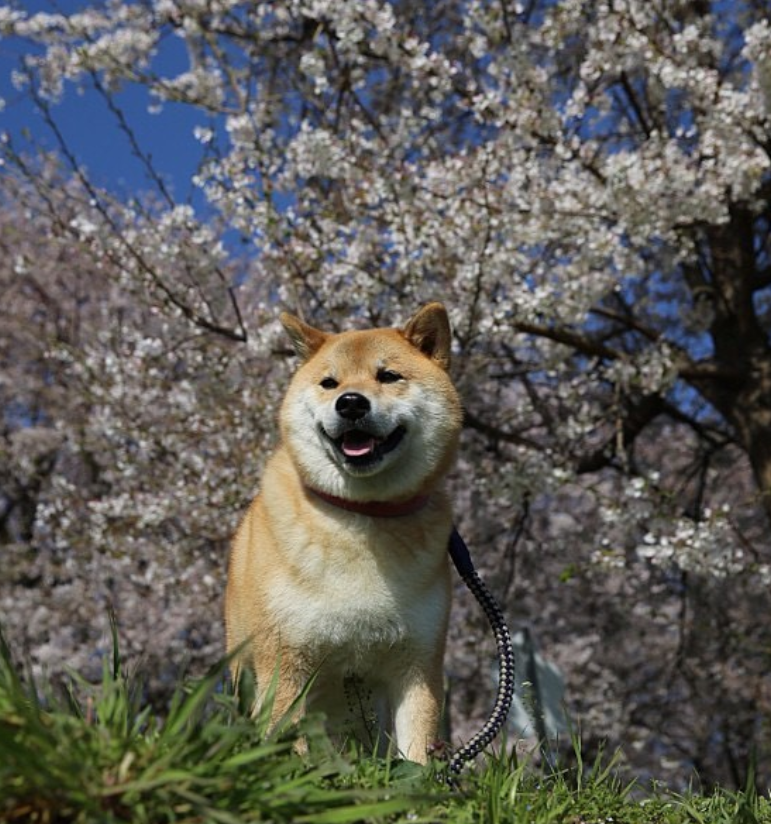 MaruTaroCoin's tweet photo. Most followed on Instagram for a reason!

The bestest doggo on there!

$MARU has over 2.5m #ShibaInu followers!

$SHIB $NEIRO $DOGE https://t.co/wV36mhHKxV