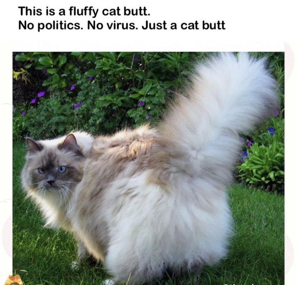 WholesomeMemes (@wholesomememe) on Twitter photo 