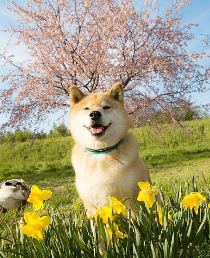 MaruTaroCoin's tweet photo. Smile for the camera, $MARU!

You have over 2.5m followers - they want to see that cute #ShibaInu smile!

#MaruTaro $SHIB $NEIRO https://t.co/KIvAjFGfEP