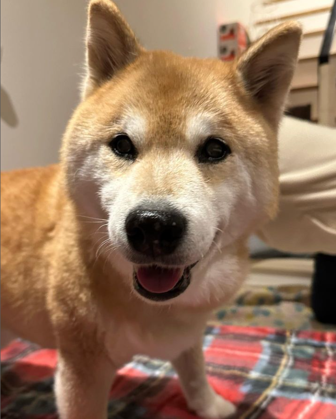 MaruTaroCoin's tweet photo. A happy $MARU is a happy #ShibaInu!

Smiling for all 2.5m followers! The most popular $SHIB on Instagram!

$NEIRO $DOGE https://t.co/GWz3bEVfZW