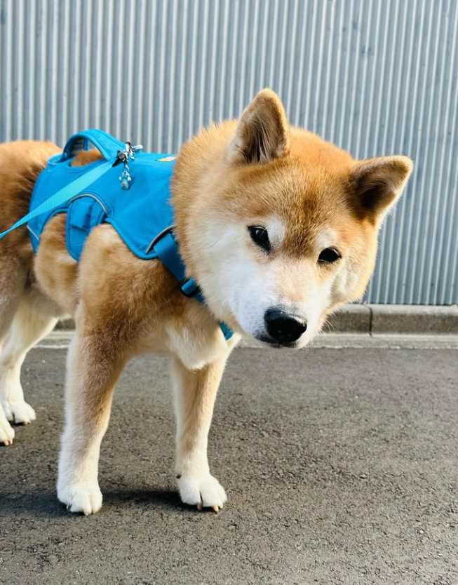 MaruTaroCoin's tweet photo. Even though #MaruTaro is the 3rd oldest #ShibaInu - he still loved to go on walks!

$MARU had to get some content for all 2.5m followers!

$SHIB $NEIRO $DOGE $KABOSI https://t.co/n2UphboFyh