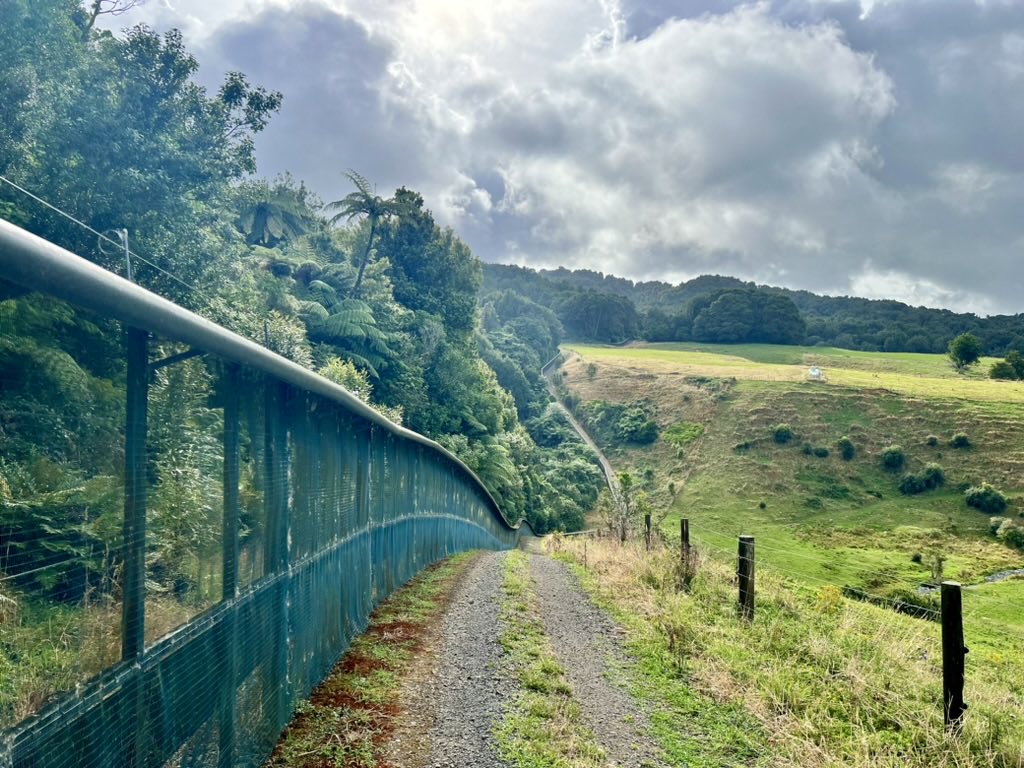 Dr Andrew Digby (@takapodigs) on Twitter photo It’s been a year since we introduced #kakapo to the fenced sanctuary at Maungatautari. Find out how it’s gone in the Our Changing World podcast by <a href="/cconcannonsci/">Claire Concannon</a> at <a href="/RNZScience/">Our Changing World</a>. Includes kākāpō encountering milk tankers! rnz.co.nz/national/progr… #conservation #parrots It’s been a year since we introduced #kakapo to the fenced sanctuary at Maungatautari. Find out how it’s gone in the Our Changing World podcast by <a href="/cconcannonsci/">Claire Concannon</a> at <a href="/RNZScience/">Our Changing World</a>. Includes kākāpō encountering milk tankers! rnz.co.nz/national/progr… #conservation #parrots