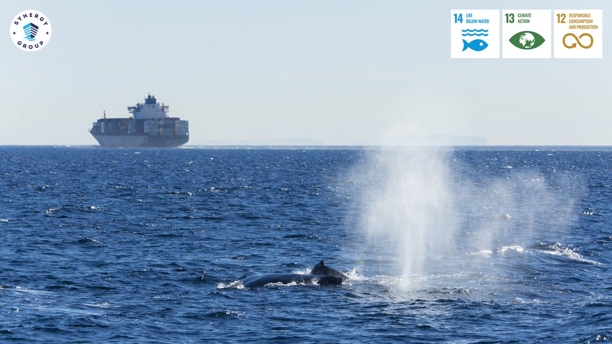 Over the next 8 months, we'll showcase top entries from our 2024 competition. Starting with 2E Naznin Shamim's essay on 🐳 strikes. Though it didn't win, it was commended for its insight on avoiding these collisions. 
Read more: synergymarinegroup.com/the-blue-econo…

#MarineConservation