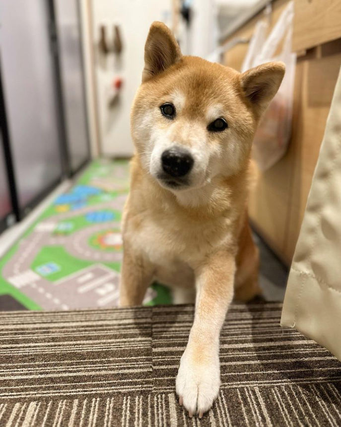 MaruTaroCoin's tweet photo. Grab my paw - join me in the $MARU army!

We are letting everyone know #MaruTaro is the most followed and popular #ShibaInu on Instagram!

$SHIB $NEIRO $DOGE https://t.co/1mjxHsHdSX