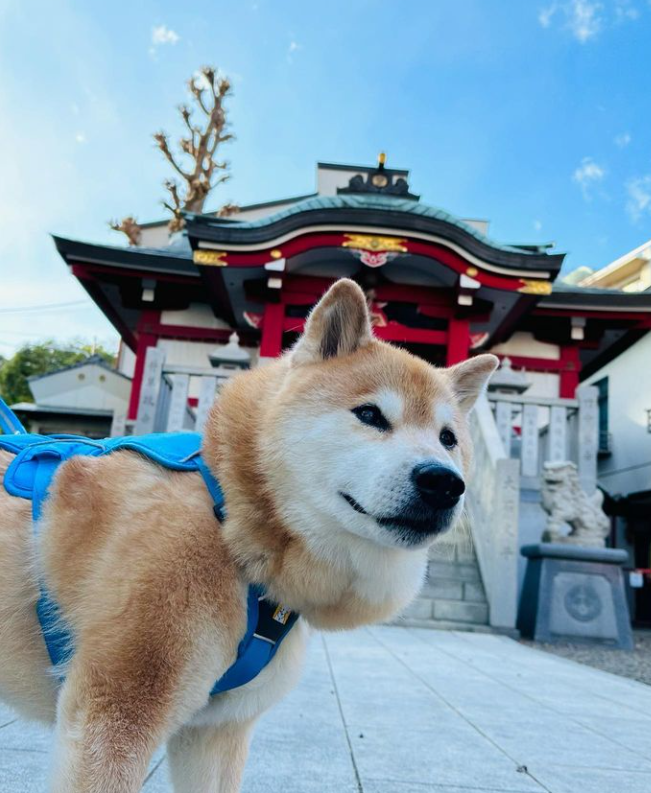 MaruTaroCoin's tweet photo. Come on an adventure with me!

Next stop - the moon!

$MARU wants to bring all 2.5m Instagram followers on this journey!

$SHIB #ShibaInu $NEIRO https://t.co/SWZvoevwQg