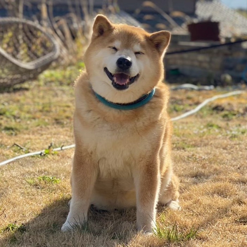 MaruTaroCoin's tweet photo. $MARU wishes you have a good day today!

#ShibaInu $SHIB $NEIRO #MaruTaro https://t.co/eiu0iGRGsL