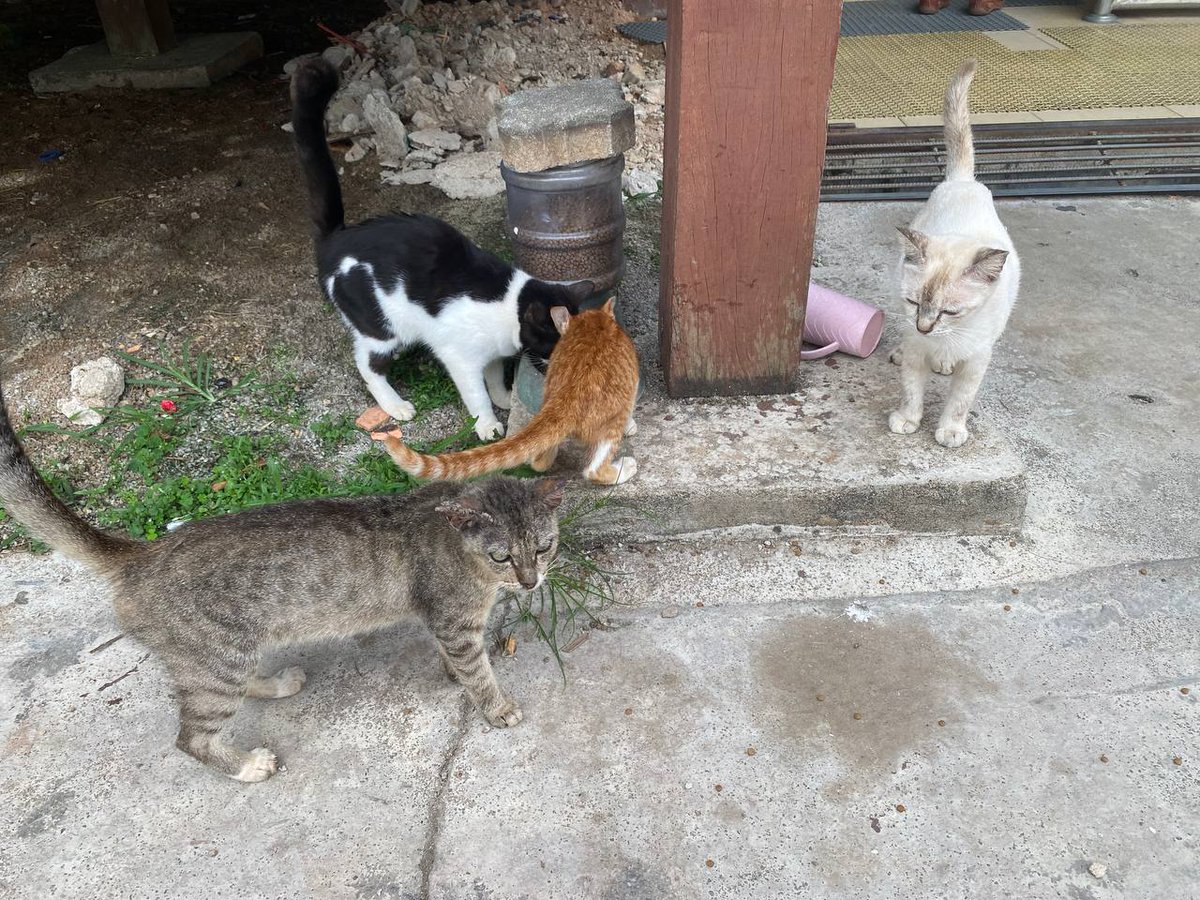Cintabulus's tweet photo. 𝘼𝙠𝙩𝙞𝙫𝙞𝙩𝙞 𝙨𝙪𝙠𝙖𝙧𝙚𝙡𝙖𝙬𝙖𝙣 𝙠𝙖𝙨𝙞𝙝..
1 OGOS 2024 (KHAMIS) oleh SUKARELAWAN KASIH, disekitar Bandar Jerteh , Terengganu.
.
Jika Tuan/Puan tidak boleh berkorban masa dan tenaga setidaknya Tuan/Puan boleh bersama-sama kami memberi makan harian dan keperluan haiwan jalanan dengan hulurkkan sumbangan membantu kebajikan haiwan jalanan,
.
Kami sediakan kemudahan Tuan/Puan menyumbang untuk haiwan jalanan :
https://t.co/rpWVAfYzwU
https://t.co/rpWVAfYzwU
.
𝐂𝐢𝐦𝐛 𝐛𝐚𝐧𝐤
8605683021
Pertubuhan Kasih Haiwan Jalanan Malaysia
.
#pertubuhankasihhaiwanjalananmalaysia