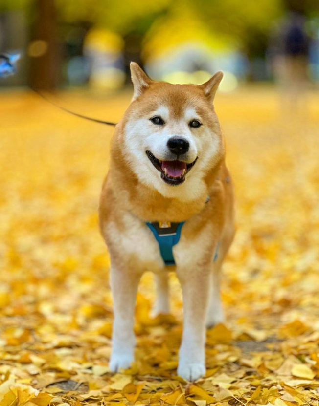 MaruTaroCoin's tweet photo. We know $MARU is the most popular #ShibaInu on Instagram... but is he the cutest doggo as well?!

$SHIB $NEIRO $DOGE https://t.co/k2xXp06f0X