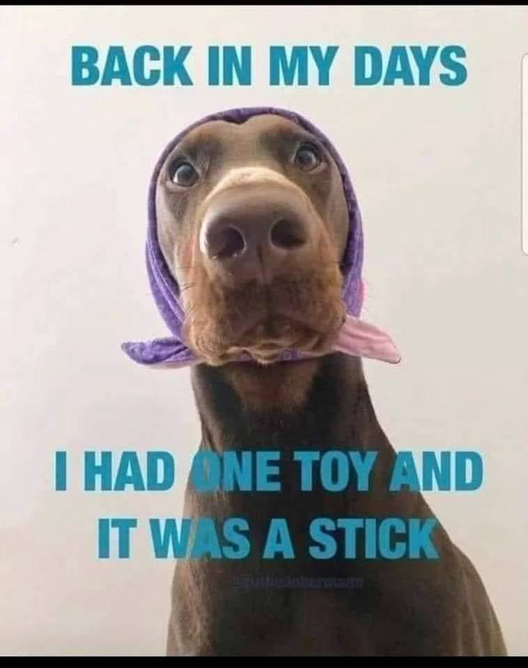 Thursday chortle! Happy Yorkshire Day!Let's see some Yorkshire hounds! Drop your pictures in the comments! 🥰