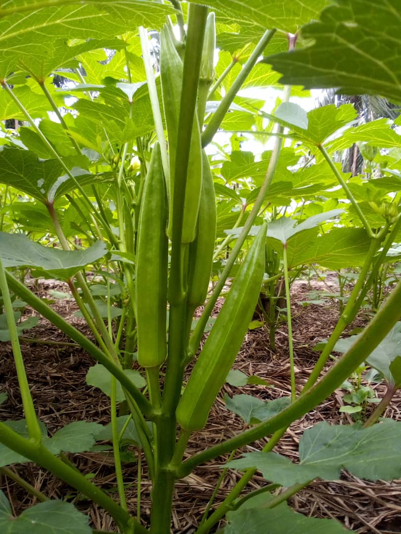 WorldVeg (West and Central Africa) tweet media
