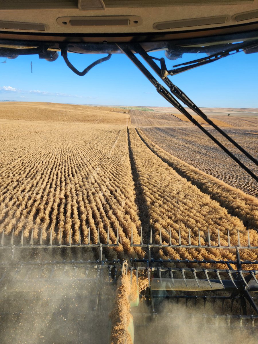 leewheat's tweet image. Firsr day of #lentil #harvest24