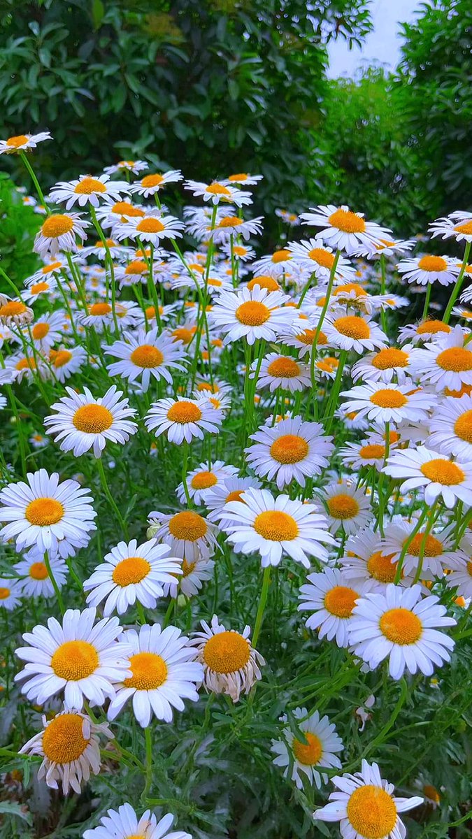 sunflower.🌻🤍 tweet media