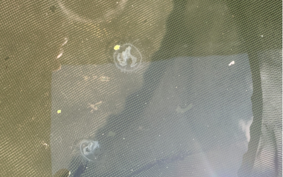 MarvelousAnhui's tweet photo. #大黄山向世界|🌺Peach blossom jellyfish in #MountHuang district. It is an endangered ancient coelenterate, is called "giant panda in water" because of its rarity.🪼
📍Huangshan,Anhui
#endanger #Animal #hianhui #huitravel #huitaste #huiculture #Chinatravel #AmazingChina #BeautifulChina @xuejianosaka @XIEYongjun_CHN @liupheonix
@Zhou_Li_CHN @YidingYang_MFA @JingFeng22
@zhang_heqing @CGMeifangZhang @WangJialei4
@zhu_jingyang