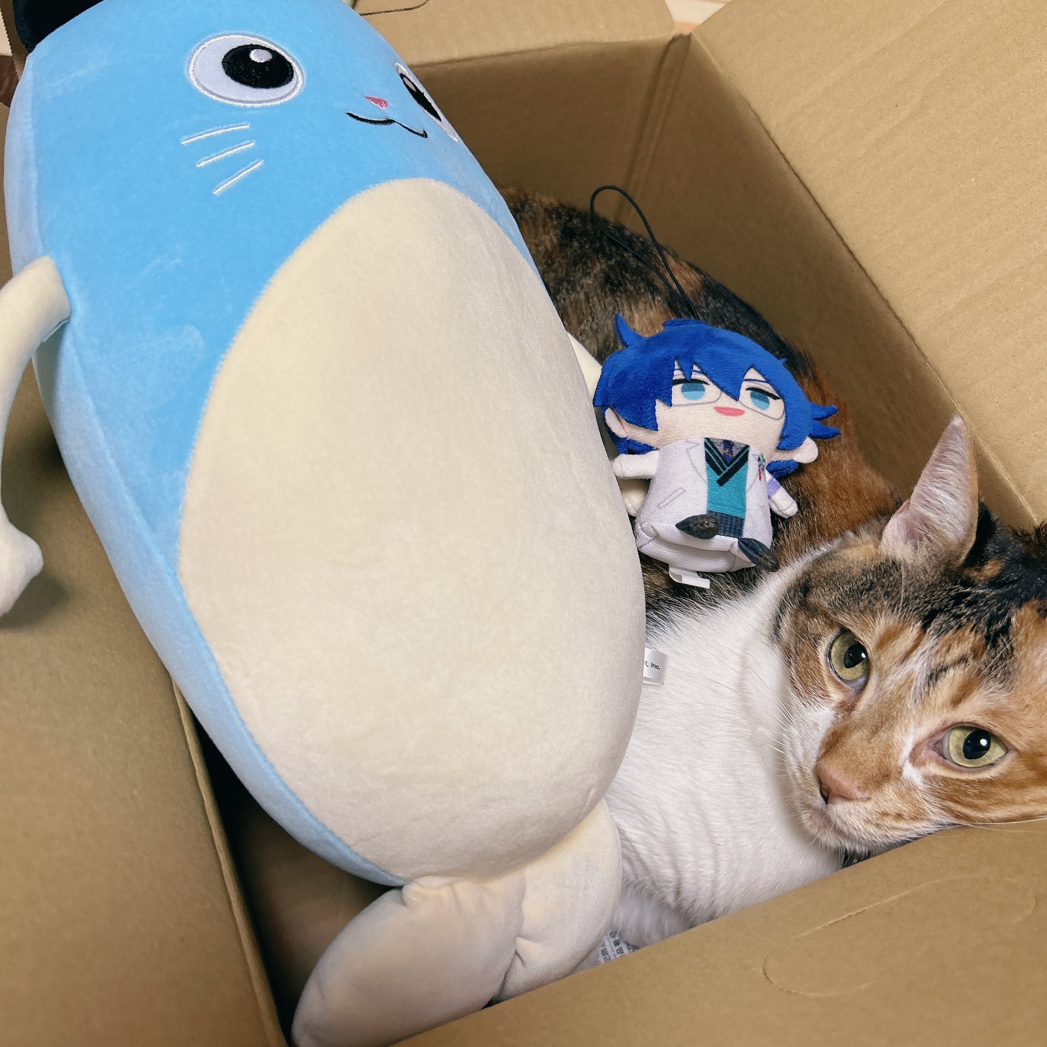 ⭐️ まめねこ ⭐️ ユー على X: 