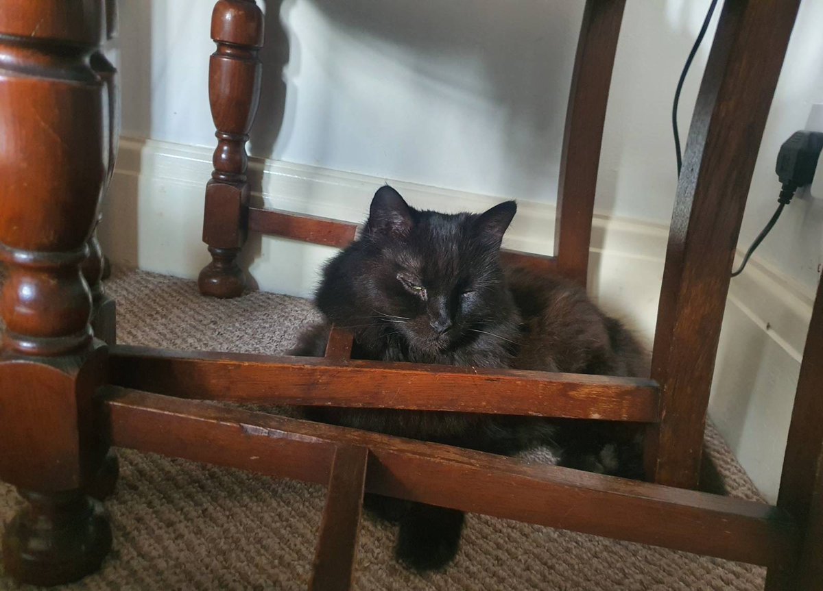 OnceAgainKatsu's tweet image. Hiding from the heat. Hate cooling mats, chair is better. 

#CatsAreFamily #cats #HeatWarning