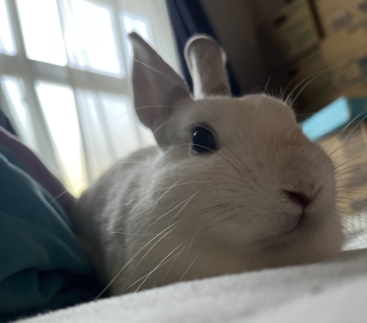 本日は社員のうさぎちゃんを紹介します！
社員Sさんのうさぎちゃん「もふちゃん」です🐰🤍
もふちゃんは、人懐っこくて撫でられるのが好きなうさちゃんです！
家に帰るといつも癒されてます🫠♡

#うさぎ #25卒 #中途採用 #エンジニア