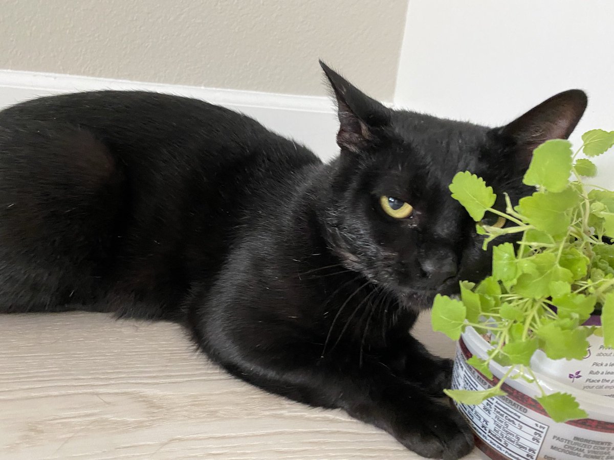 Admiral Baker tweet media