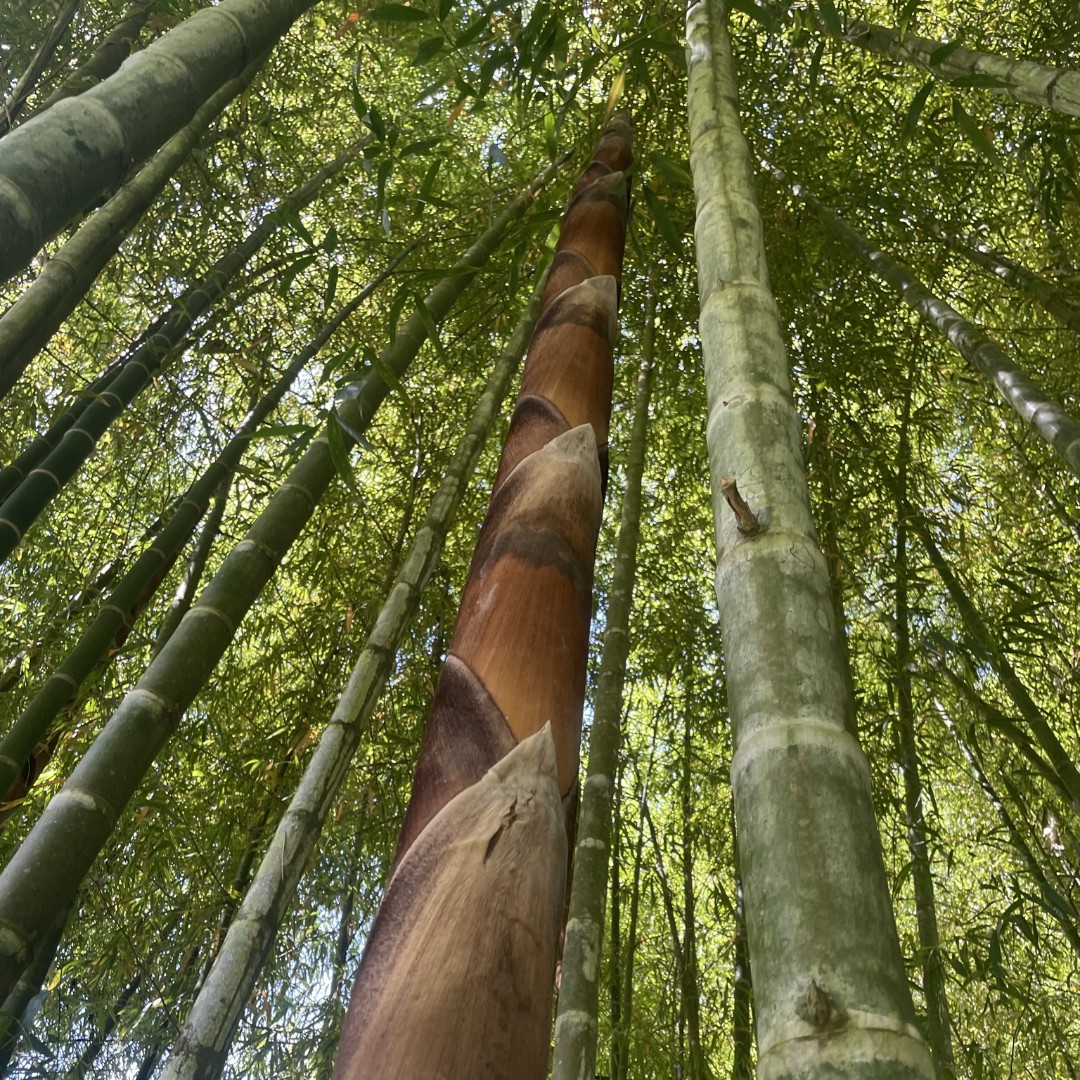 A beautiful bamboo forest in Peru 🎋

Fieldwork is crucial to identify #bamboo species of commercial and environmental value growing across the biodiverse landscape.

Join our upcoming photo competition 👇
inbar.int/event/photocom…

#thinkbamboo #Peru