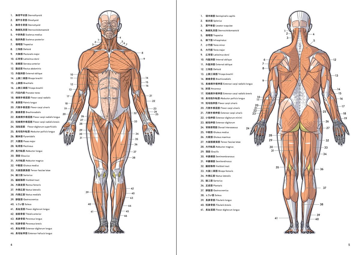 C104冊子紹介】「アーティストのための体表解剖学」この冊子は「ポーズ