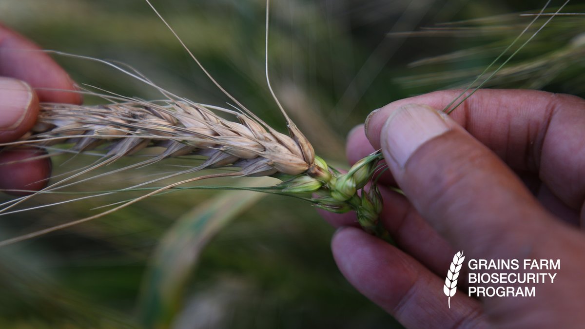 #Wheatblast is a devastating grains disease with limited control options and, while the disease is not found in Australia, it presents a global risk to wheat production. Learn more about this exotic pest: loom.ly/Cgxel2E #GrainsFarmBiosecurity <a href="/GrainProducers/">Grain Producers Australia</a>