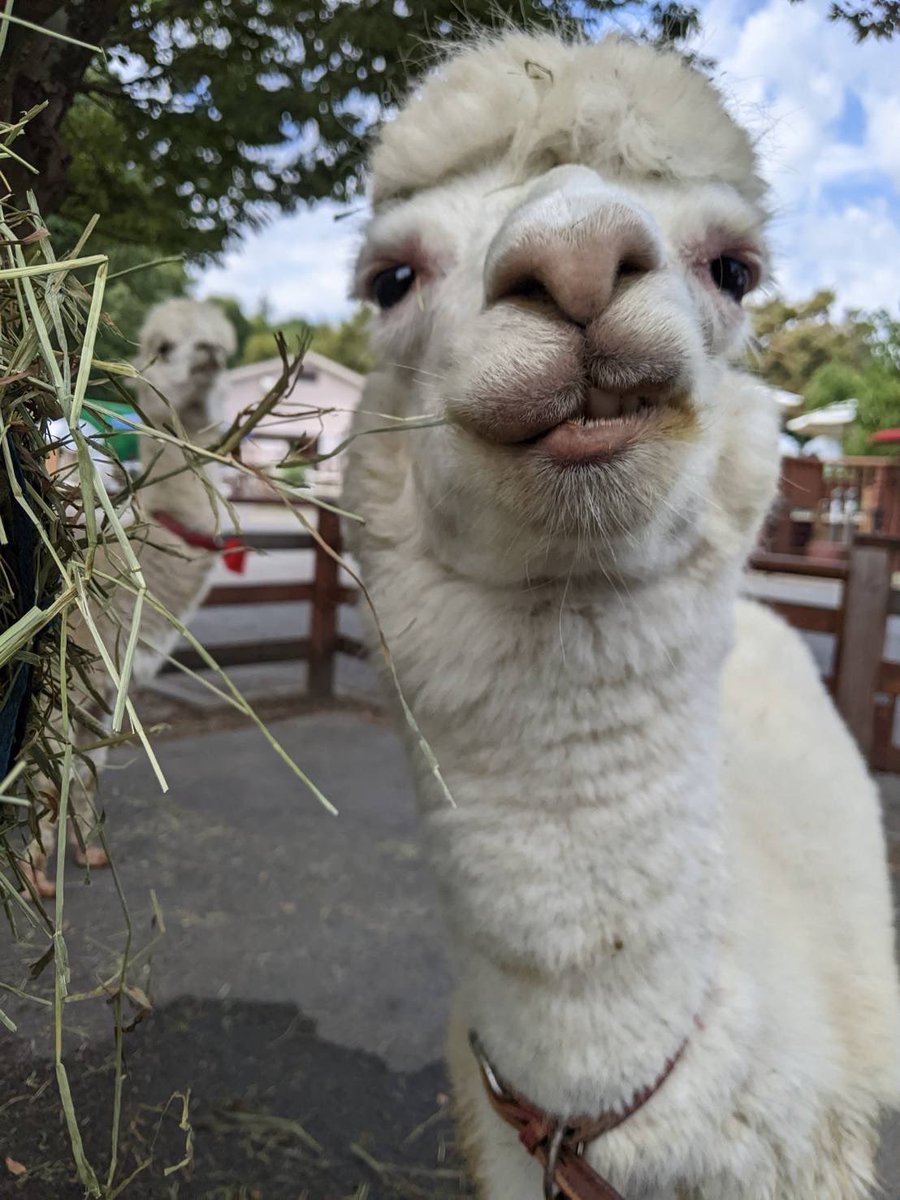 本日、8月1日は #全国アルパカの日 です🦙 当園ではふれあいどうぶつの