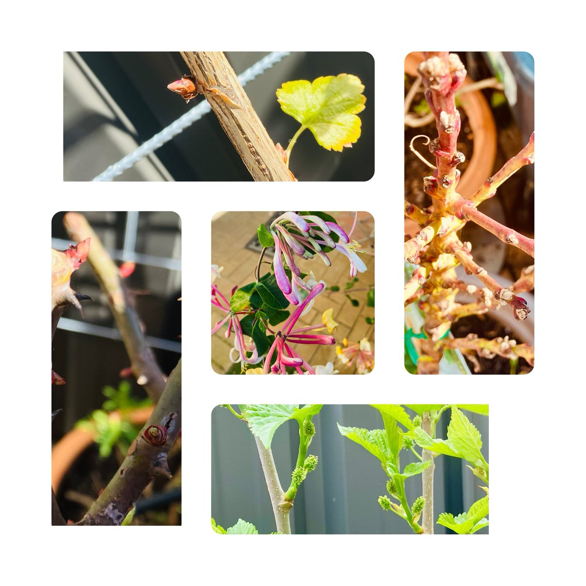 TheFoodGranny's tweet photo. 30 days till spring & so much promise already. #lastdaysofwinter https://t.co/bziUaCemEC