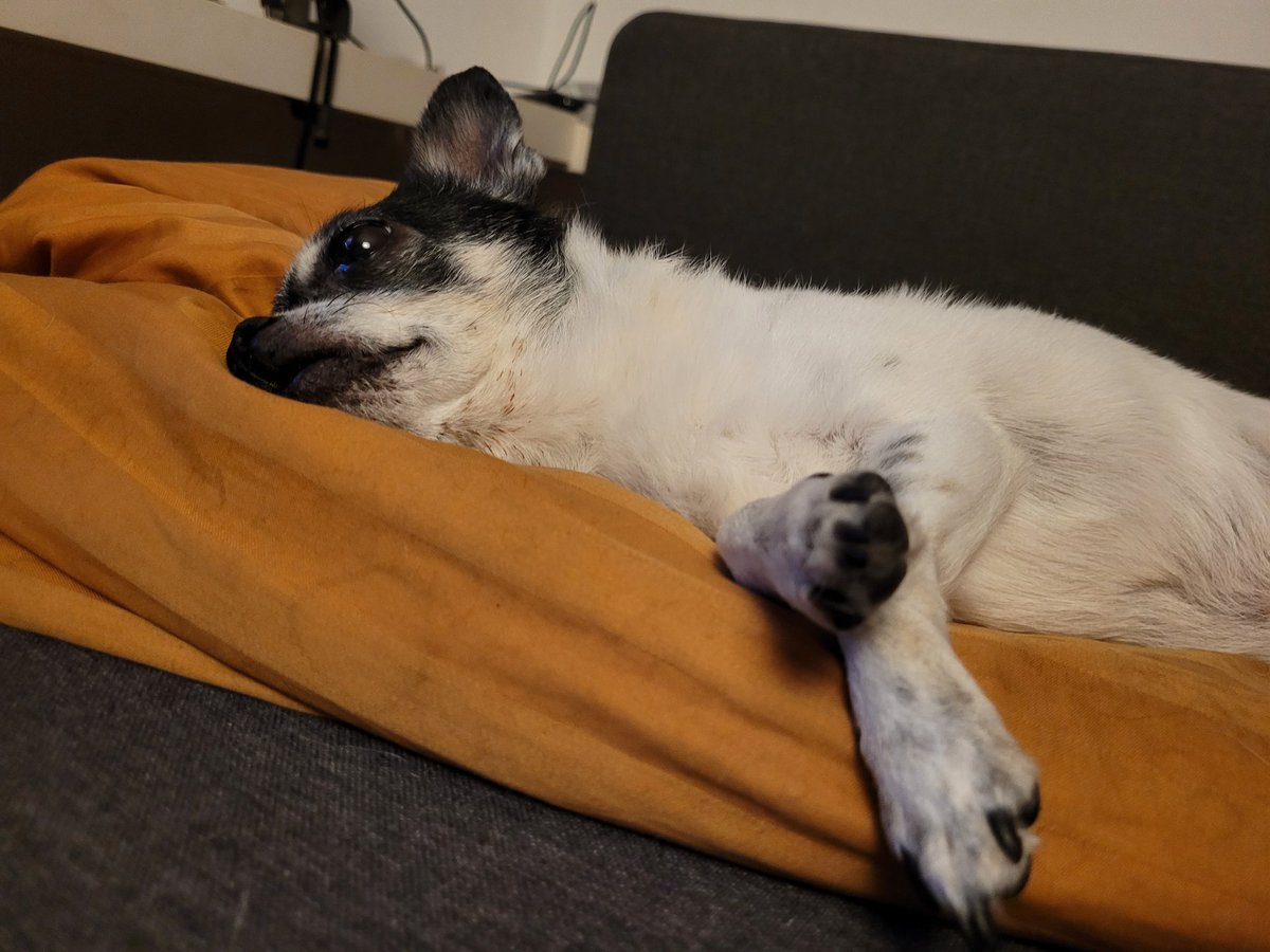 Guten Morgen, ihr Lieben. 🧡 

Bei der Wärme einfach liegen bleiben. Kommt gut durch den #Schwiegerfreitag. 
🐶🍀☀️😊