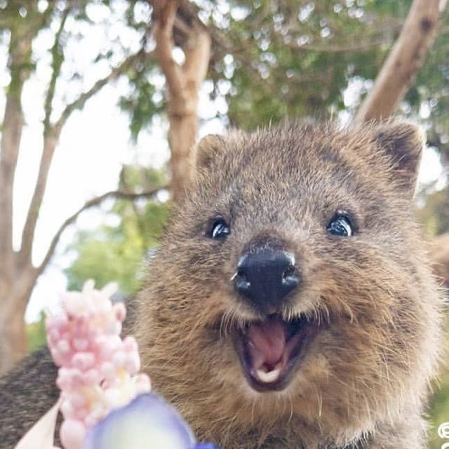 stakuquette's tweet photo. stacey: “I would like to be a QUOKKA! Kasi they’re the happiest animal on earth.”

😭😭 CUTIE !!!!!! https://t.co/cvN2IUjDIO