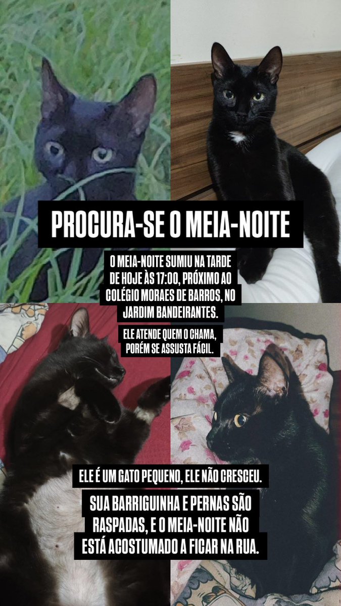 serenaweathers's tweet photo. MEUS AMORES DE LONDRINA/PR
deem uma força aqui y compartilhem, por favor! 
o meia-noite é o gatinho da minha melhor amiga, Sofia y ele sumiu na tarde de ontem. 

/RT https://t.co/j3ZLcWIuko
