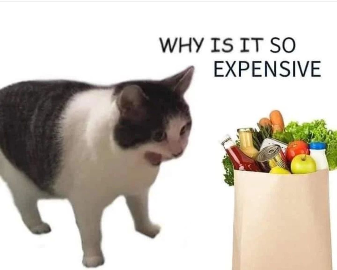 Punch Cat (@punchingcat) on Twitter photo 