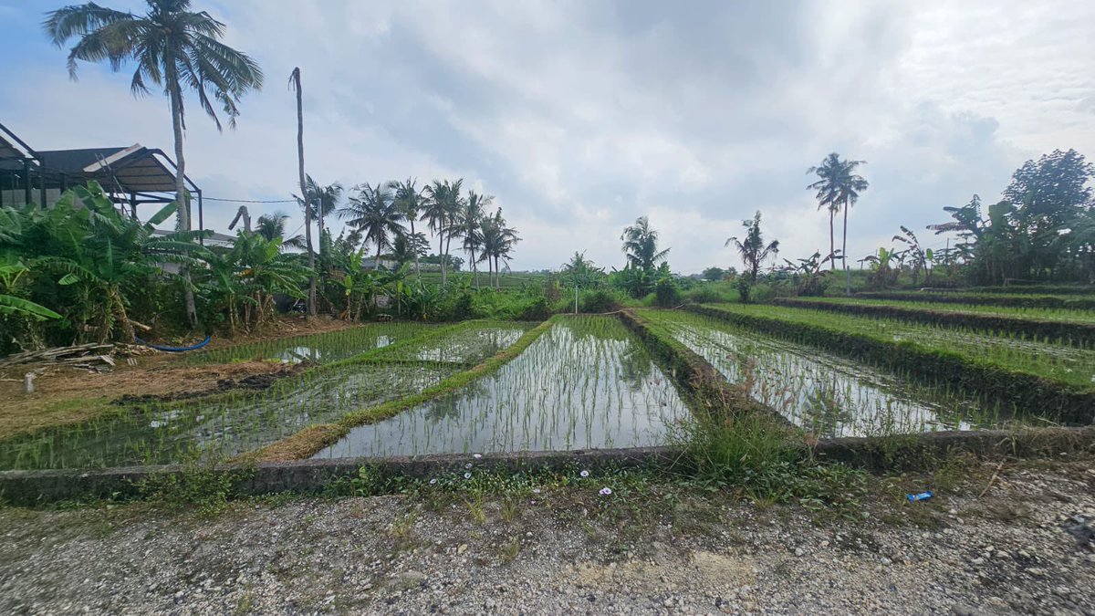 tutthey6's tweet photo. LAND FOR SALE 🔥🔥

Dijual tanah komersil lokasi nyanyi tabanan
Lingkungan villa
View sawah

Luas tanah 10 are
Lebar depan -+ 37 meter
Zona pemukiman
Jalan 4 meter

Harga
IDR 750 juta/are/100m²

PRS_BALI
WA 082236473070 https://t.co/17FBf1wTUe