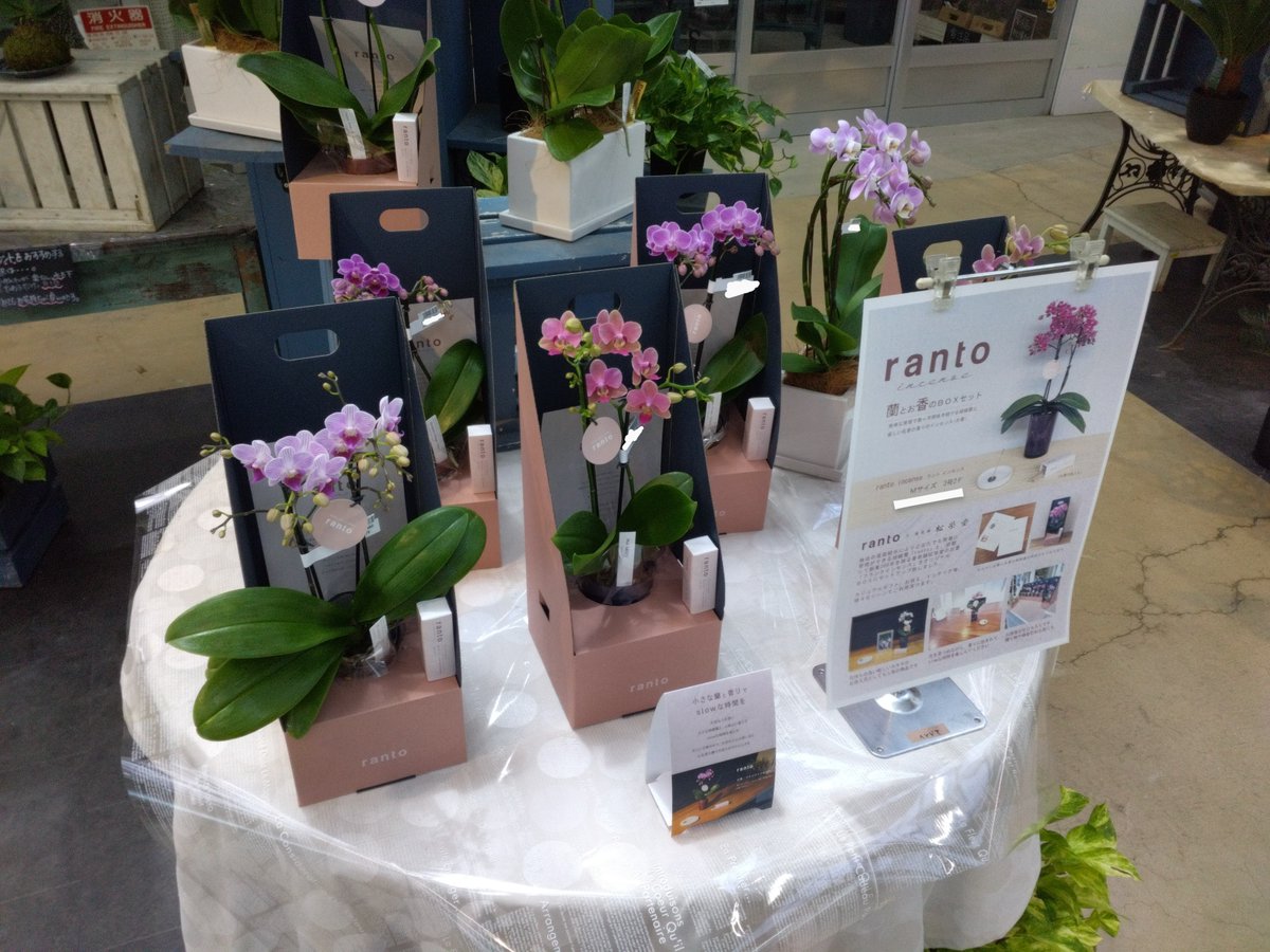 gc_joyfulhonda's tweet photo. 【ガーデンセンター 幸手店】
#ranto × #香老舗松栄堂
胡蝶蘭とお香のセットが入荷しました〜👏✨
ギフトやお供え、インテリアなどにおすすめ‼️
ぜひ、蘭と香りに包まれてみませんか?
#胡蝶蘭 #お香 #松栄堂 https://t.co/QgvqC8Jcsy
