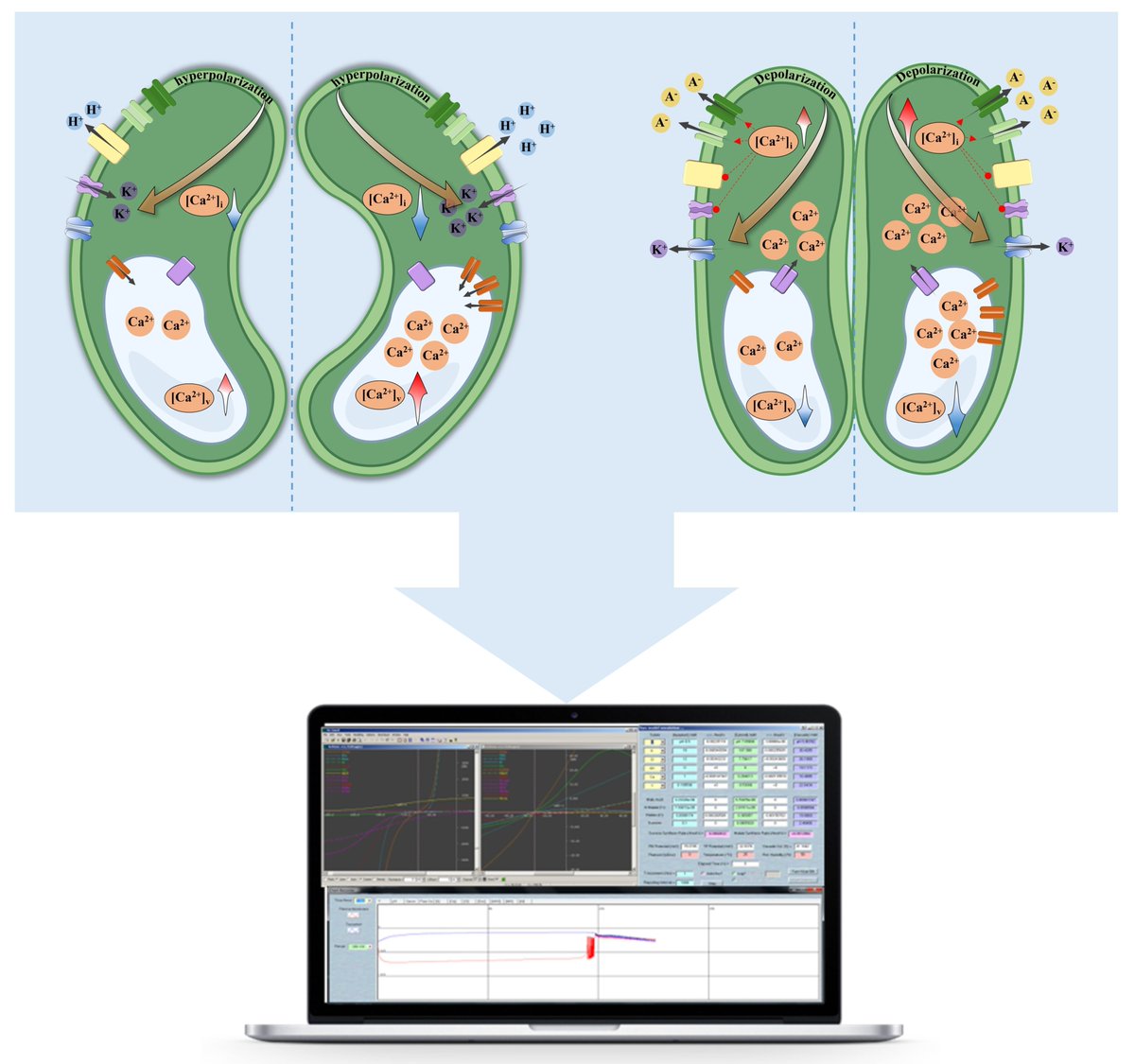 JIPBio's tweet image. Open wide!👄
Su et al. use the #OnGuard quantitative model to engineer #plants that overexpressed the main tonoplast Ca2+-ATPase gene, ACA11, promoting #stomatal opening and enhancing plant #growth.
doi.org/10.1111/jipb.1… @wileyplantsci #ABA