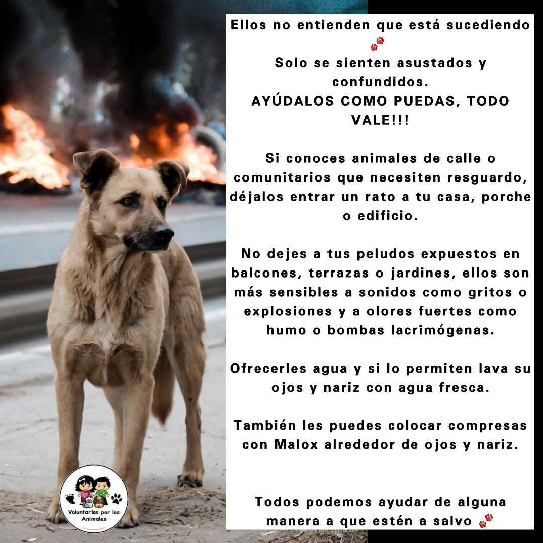 asoc_vpla's tweet photo. También son momentos difíciles para los perritos y gaticos en la calle 🐾 Todo gesto de bondad ayuda a que esten a salvo ❤️ https://t.co/r8KkpaPLi7