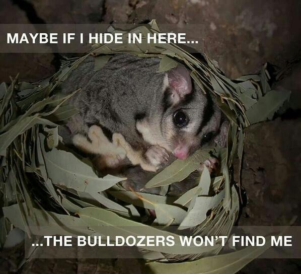 Earth1stlinda2's tweet image. Maybe if @ChrisMinnsMP  @PennySharpemlc @CourtneyHoussos &amp;amp; @tanya_plibersek acted with #DueDiligence &amp;amp; a #DutyofCare towards our wildlife, they wouldn't be threatened by the bull dozens.

#EndNativeForestLogging,
#EndLandClearing &amp;amp; #StopExtinction before it's too late!