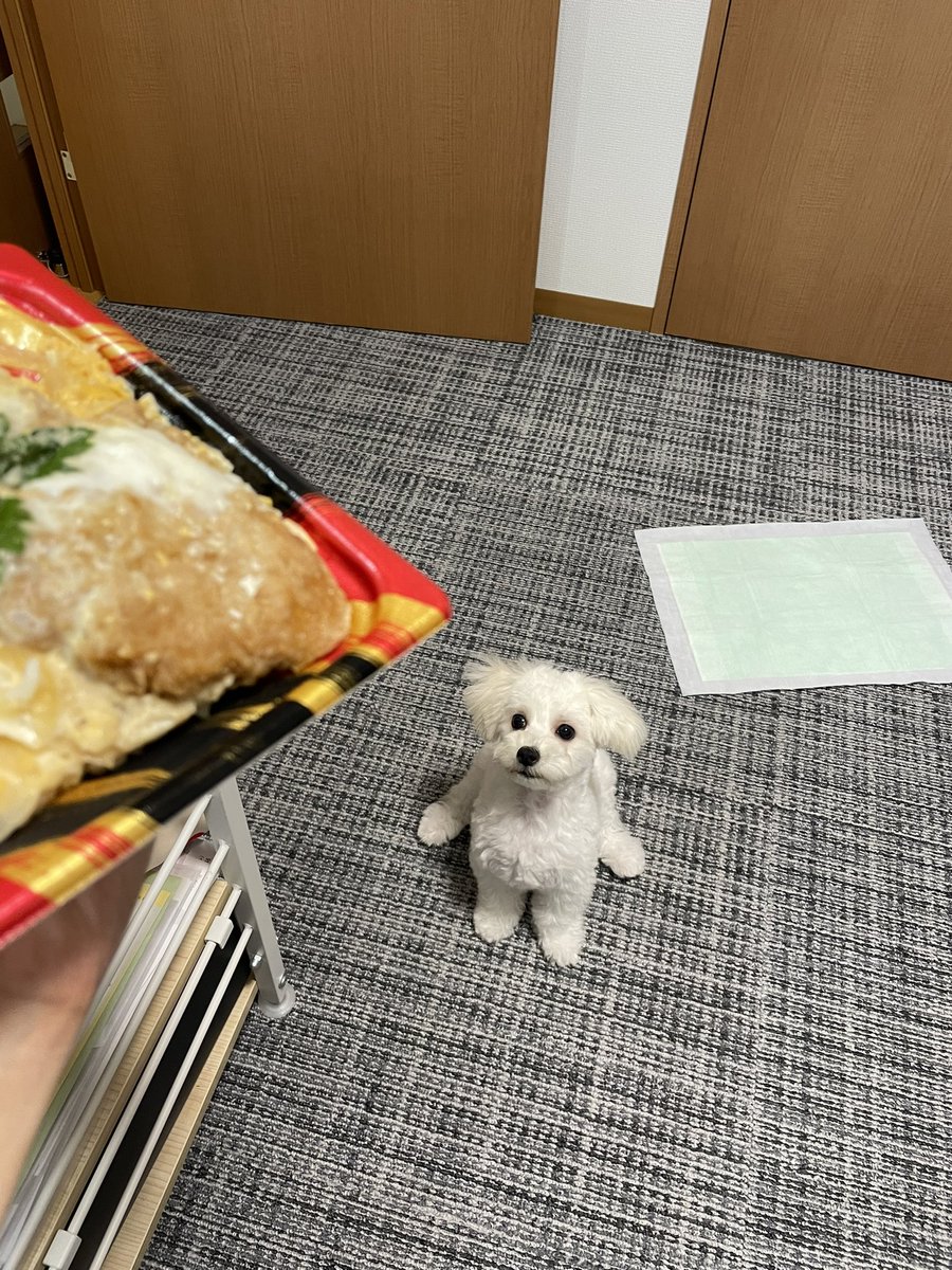 ゆらちゃん tweet media