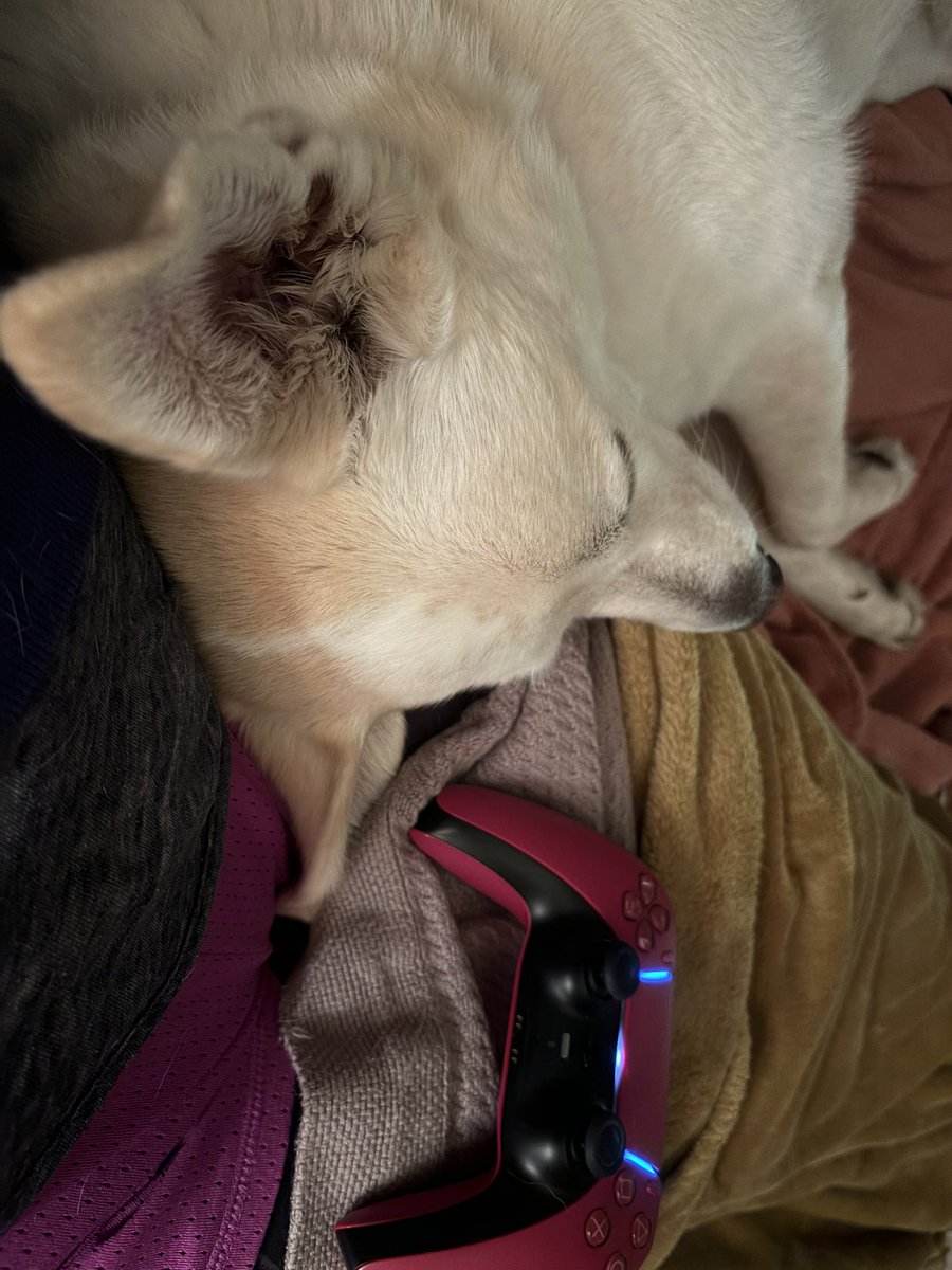 A snoring puppy in my lap can make a tough day a little better