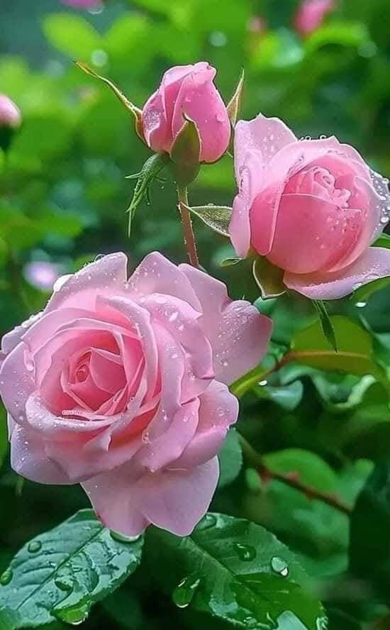 Good morning Thursday 😊🫰♥️☕☀️🌺🌿💚🦋🌈🍀🍀🍀😊🌹