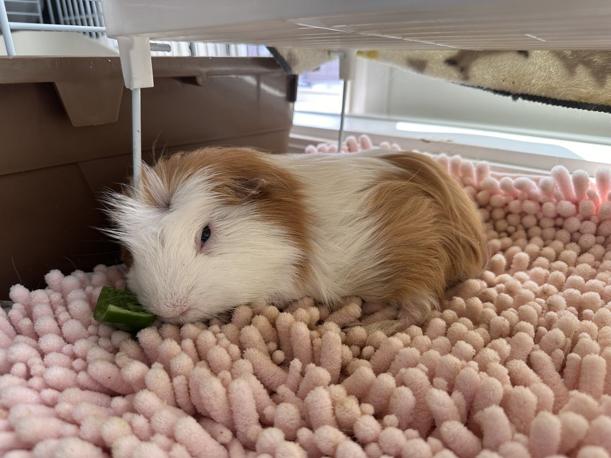 今日から8月ですね🌻

一昨日、フウは歯をカットして
食欲ありません🐹💧

不正咬合を春に発症してから
なかなか治りません。

お給餌しながらがんばろうね☺️
ピーマンまくらで寝るフウです🐹💚

#モルモット
#不正咬合