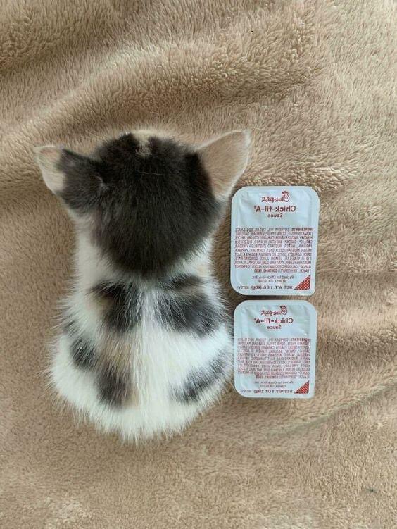 ThatDudeTaco's tweet photo. 2 sauce long https://t.co/0M9HNUcghA