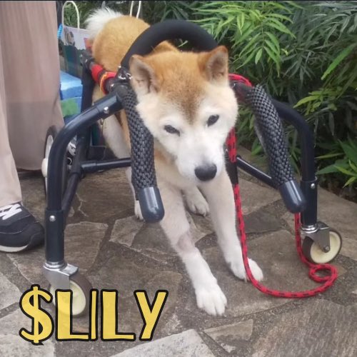 Lily chan tweet media