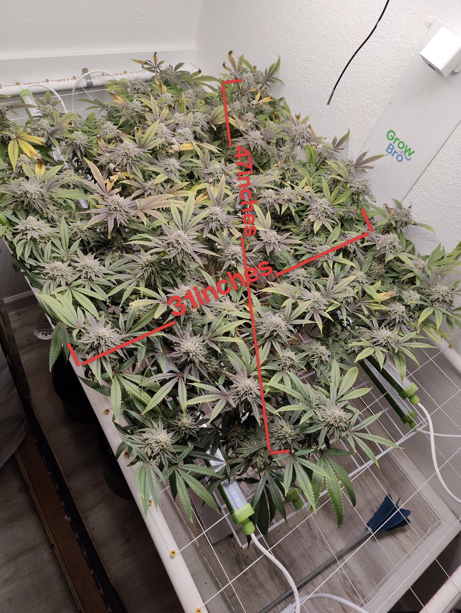 GrowBro24's tweet photo. Bloom week 7 day 2 #GranddaddyPurple
#mmemberville #GrowBro @premiumcultivar @TheFloraFlex https://t.co/Q9qZOi5mHm