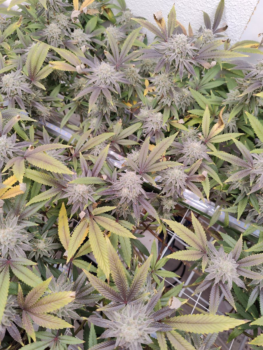 GrowBro24's tweet photo. Bloom week 7 day 2 #GranddaddyPurple
#mmemberville #GrowBro @premiumcultivar @TheFloraFlex https://t.co/Q9qZOi5mHm
