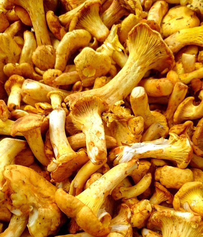 Kävin sitten eilen mustikassa 🤭