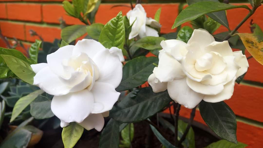 याद आएछु भने ठिकै छ,
तर याद गर्नुपर्छ भनेर याद नगर्नु तिमी ।।